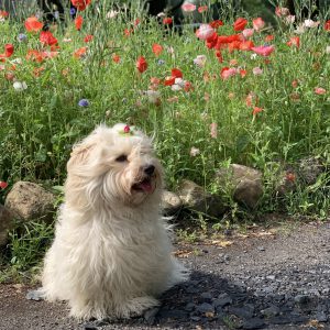 wookiee-blumen